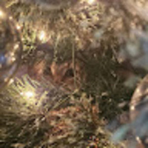 Meet your Posher, Ivy